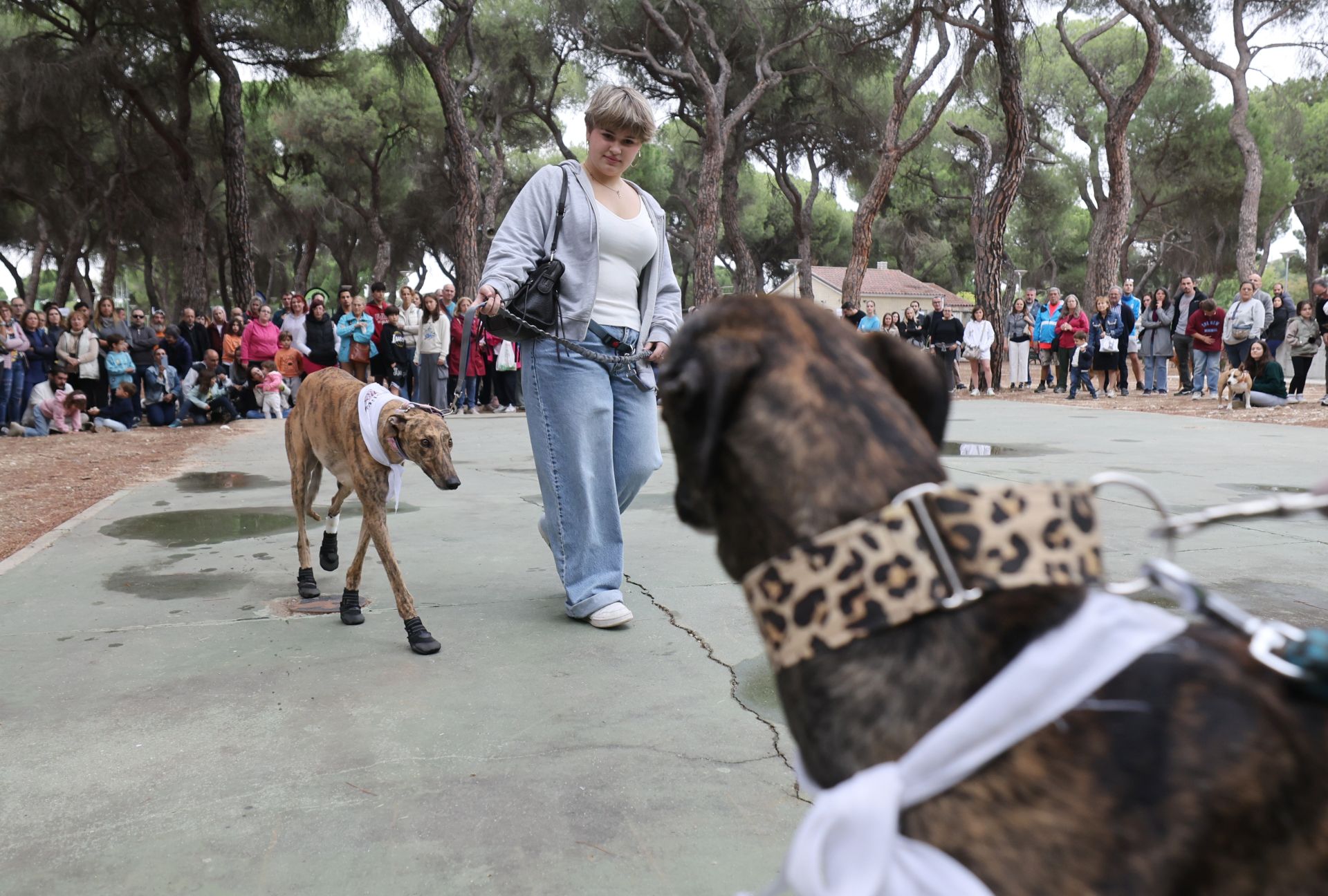 Las protectoras de animales de Valladolid organizan un desfile de perros