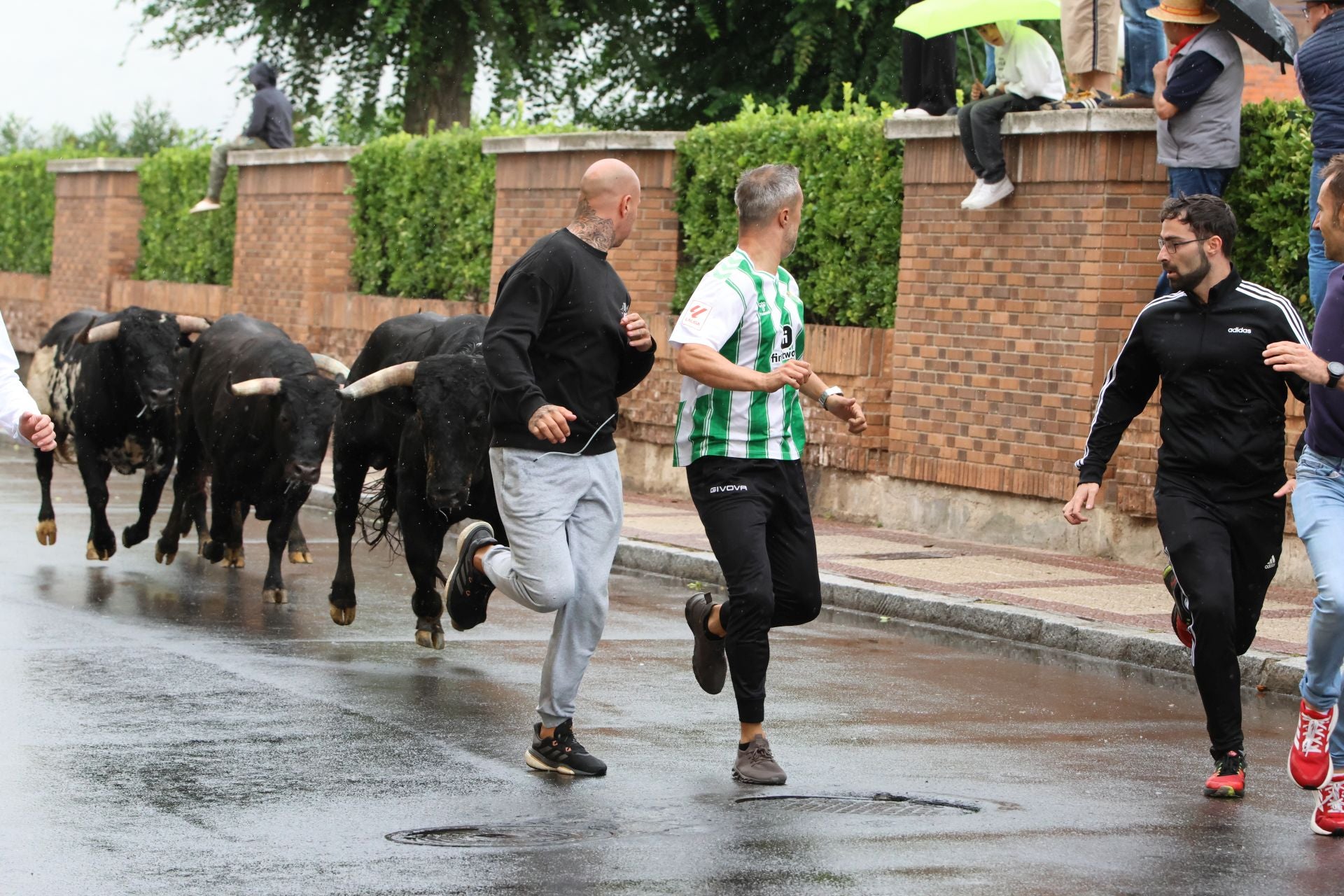 Las imágenes del encierro del domingo en las fiestas de Íscar