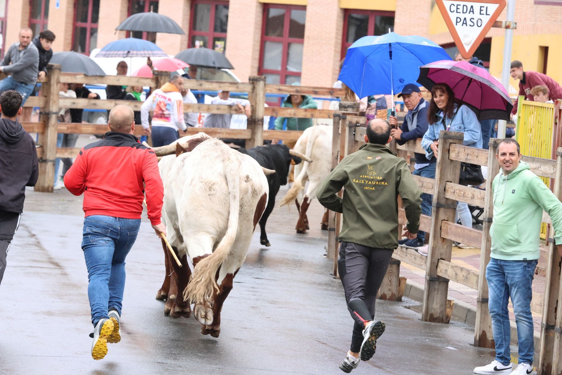 Las imágenes del encierro del domingo en las fiestas de Íscar