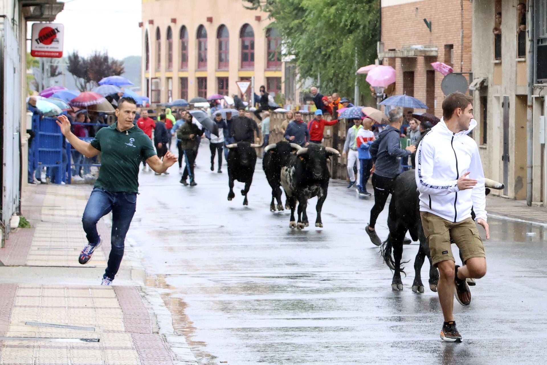 Las imágenes del encierro del domingo en las fiestas de Íscar