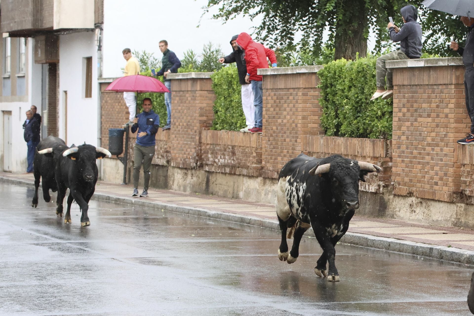 Las imágenes del encierro del domingo en las fiestas de Íscar