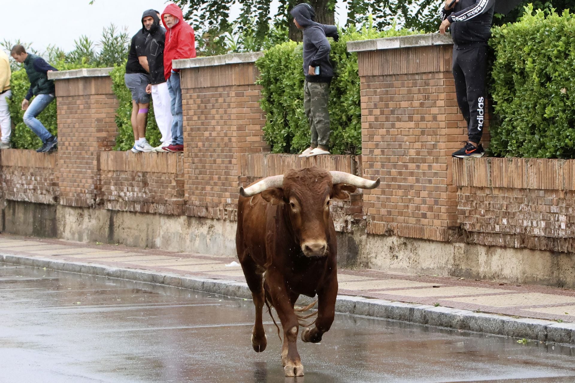 Las imágenes del encierro del domingo en las fiestas de Íscar