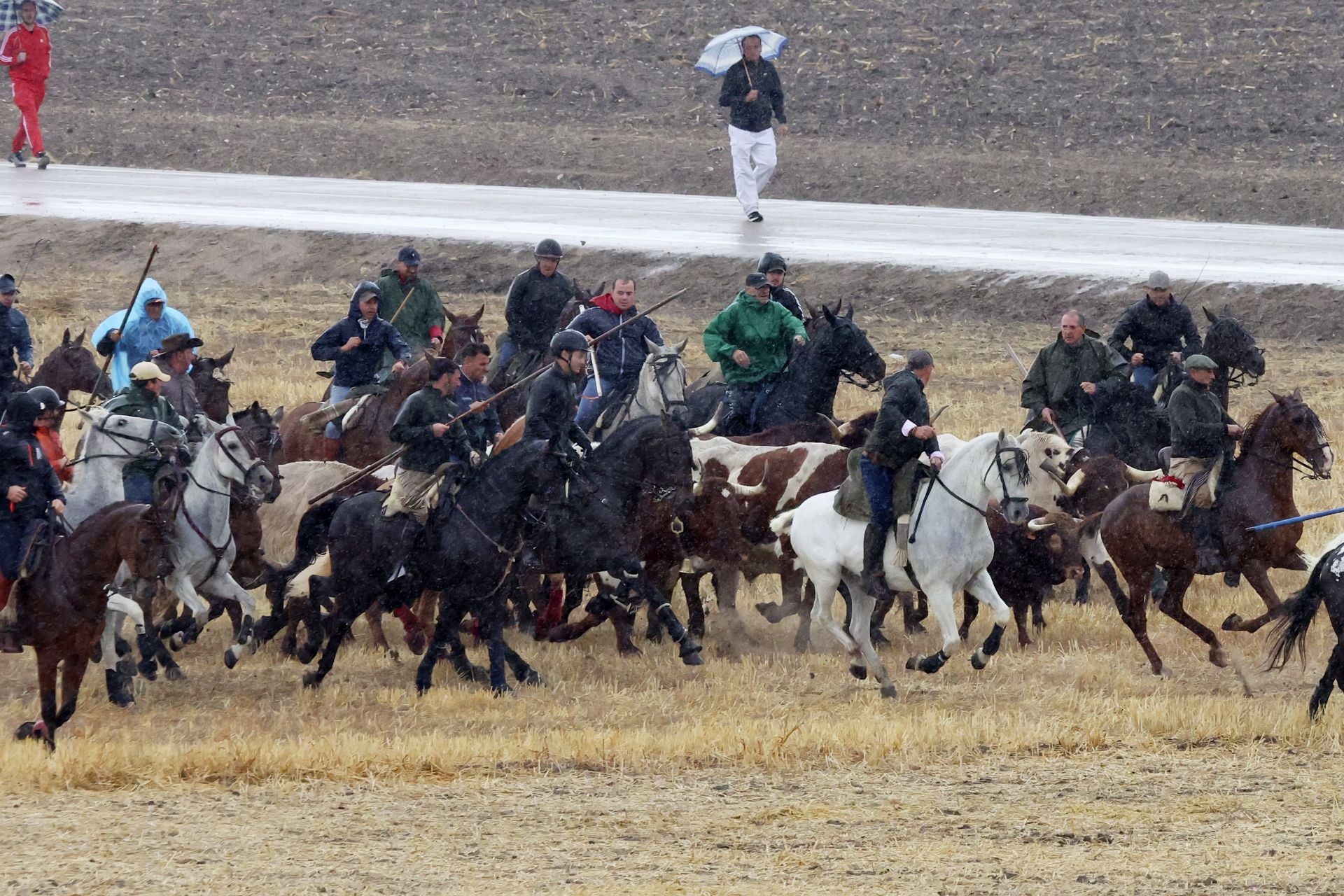 Encierro del domingo en las fiestas de Olmedo