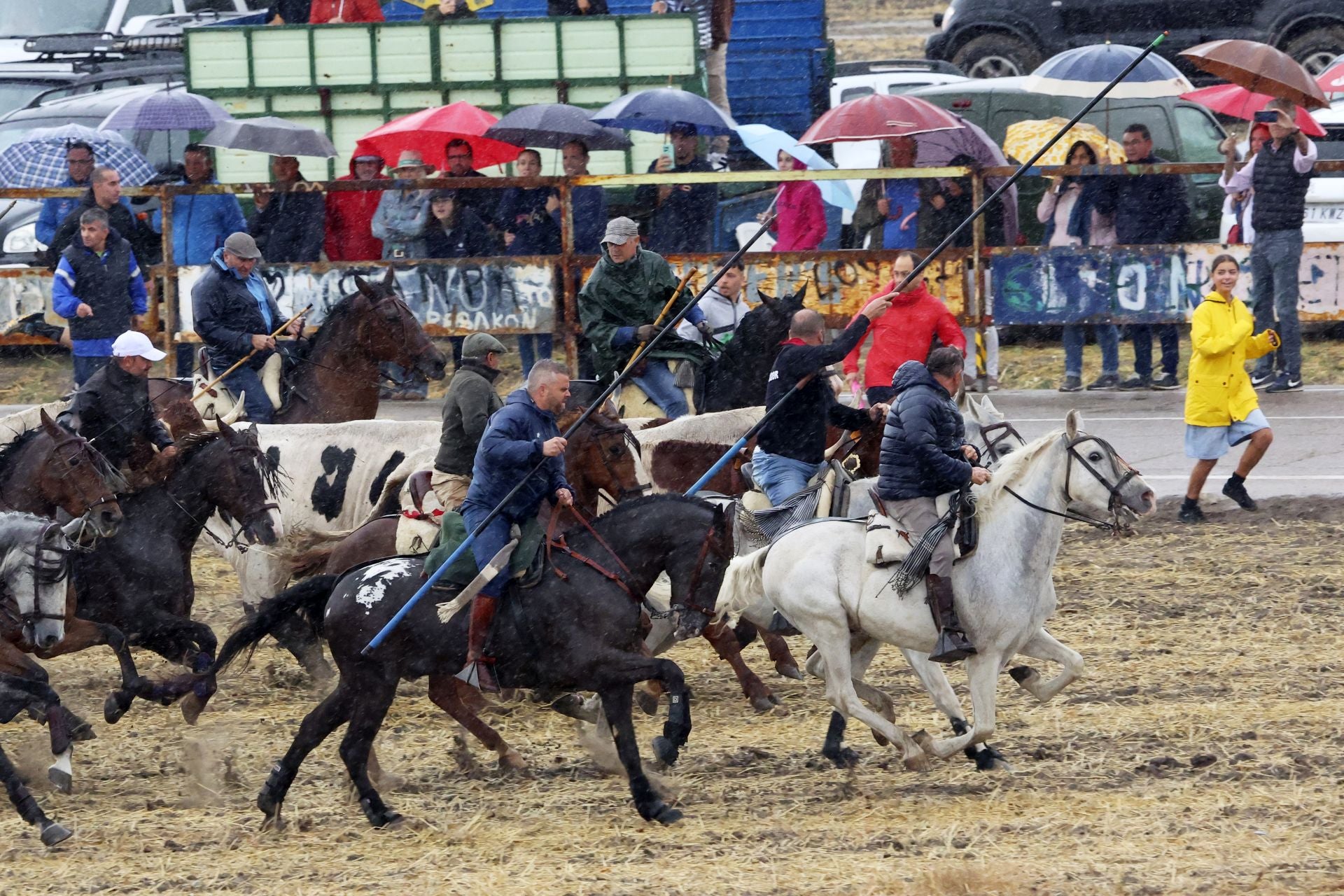 Encierro del domingo en las fiestas de Olmedo