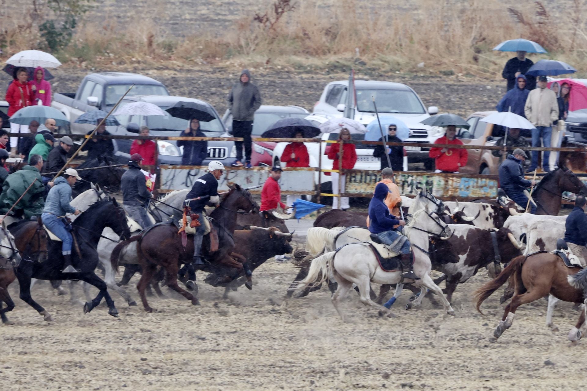 Encierro del domingo en las fiestas de Olmedo