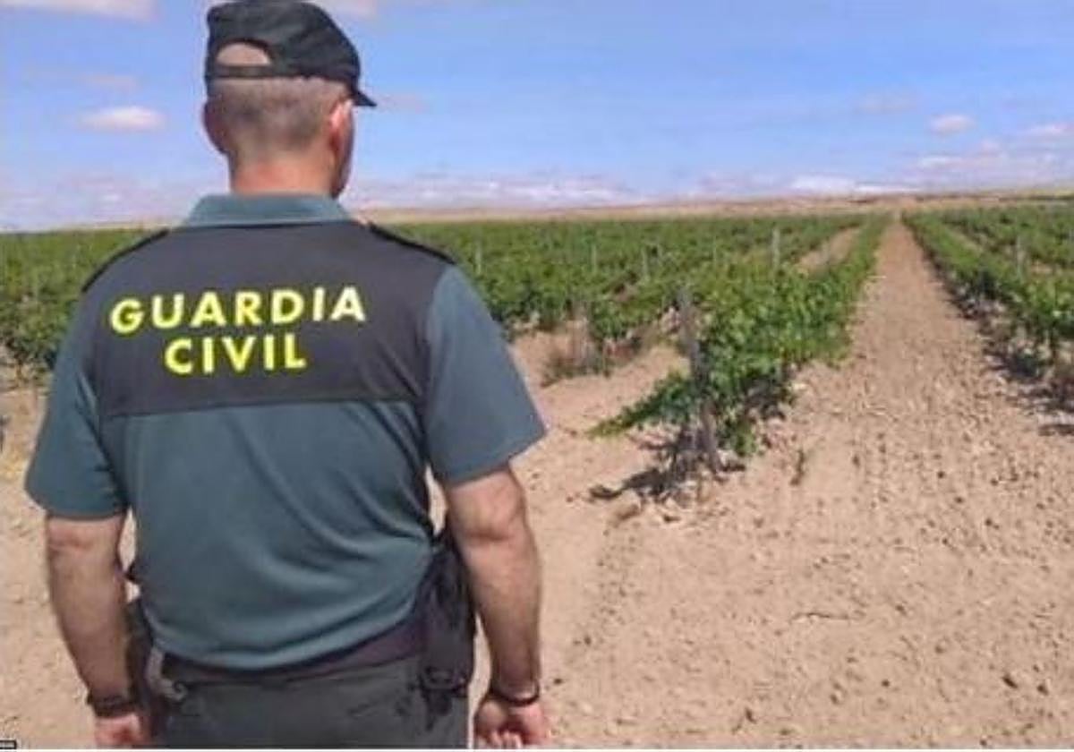 Un agente de la Guardia Civil observa un viñedo.