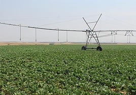 Campaña de riego en un cultivo de Castilla y León.