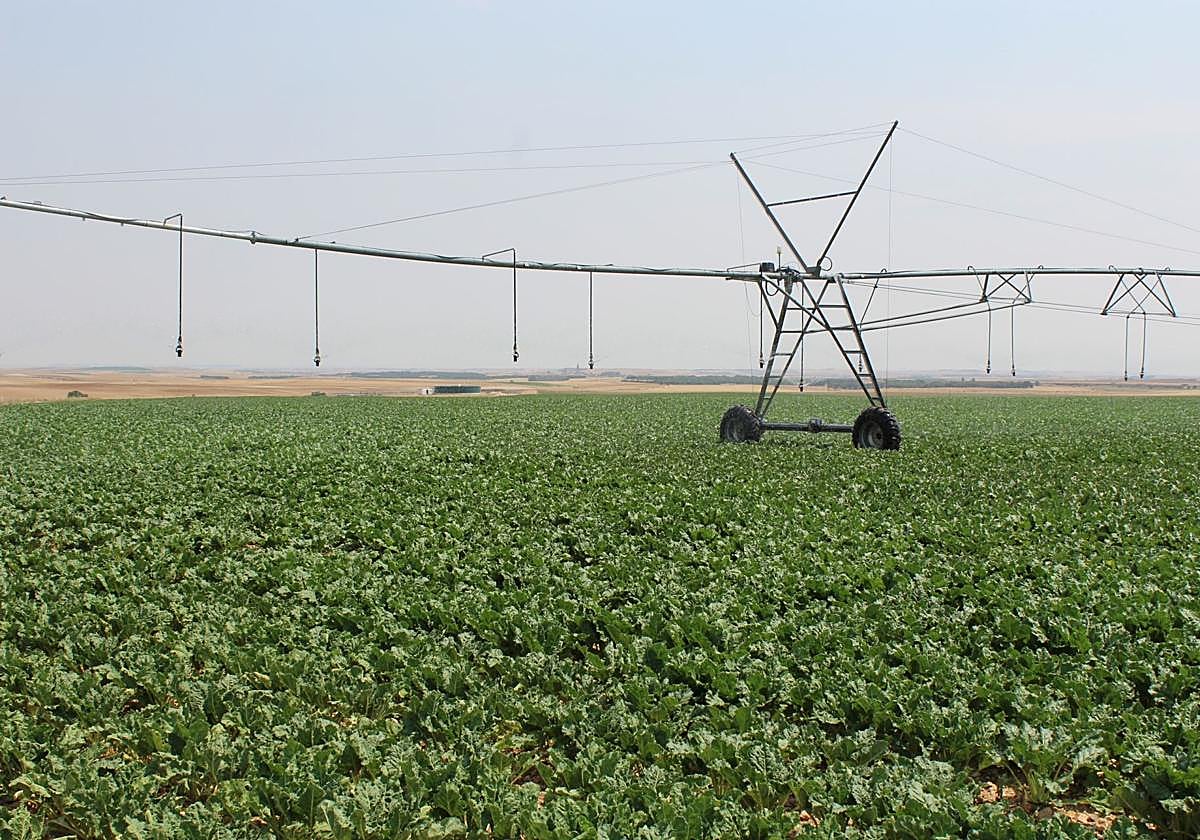 Campaña de riego en un cultivo de Castilla y León.