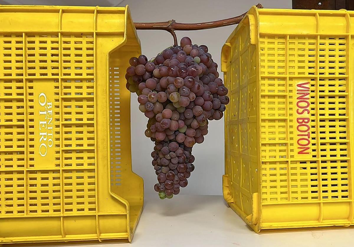 Imagen del enorme racimo de uva encontrado durante la vendimia en una viña de Priaranza del Bierzo.