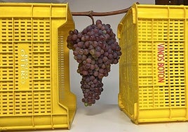 Imagen del enorme racimo de uva encontrado durante la vendimia en una viña de Priaranza del Bierzo.