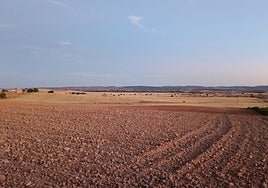 Parcela en barbecho situada en la localidad burgalesa de Campillo de Aranda.