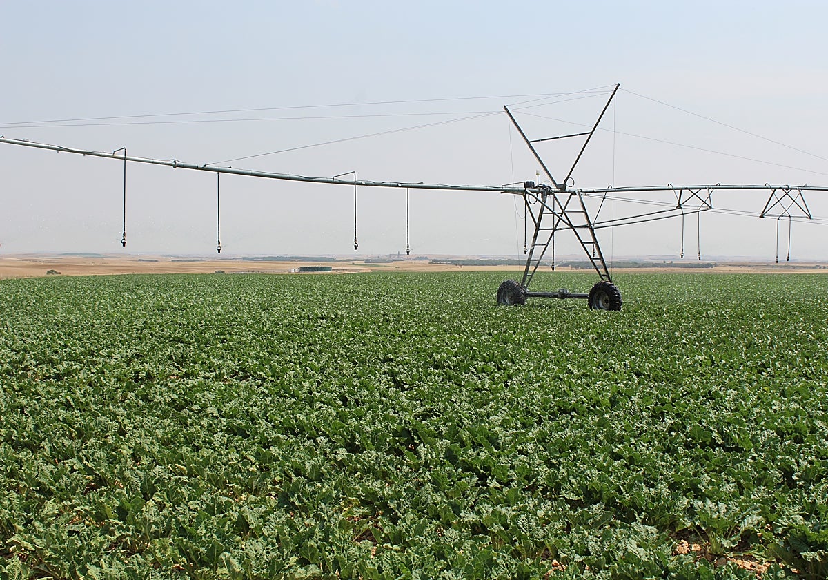 Parcela de riego en la pasada campaña.