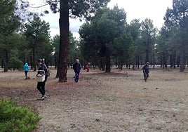 Multitud de personas buscan setas en un pinar de Segovia.