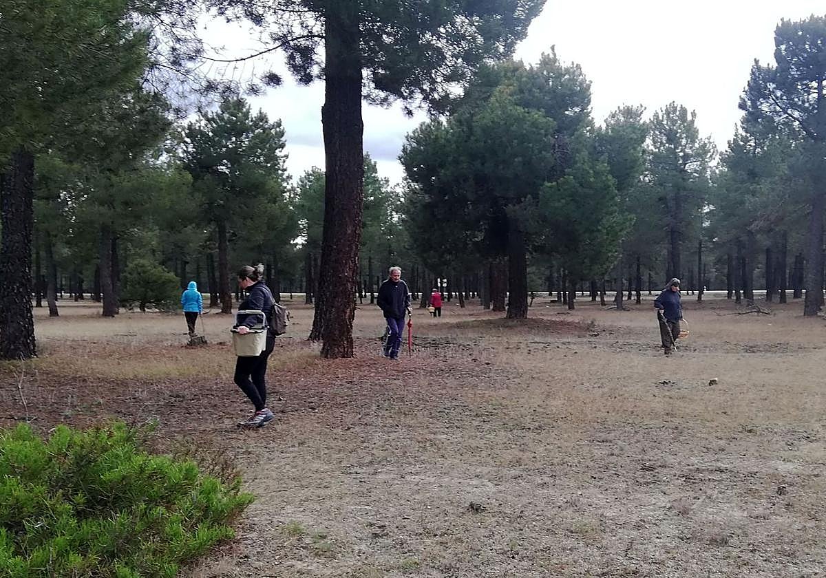 Multitud de personas buscan setas en un pinar de Segovia.