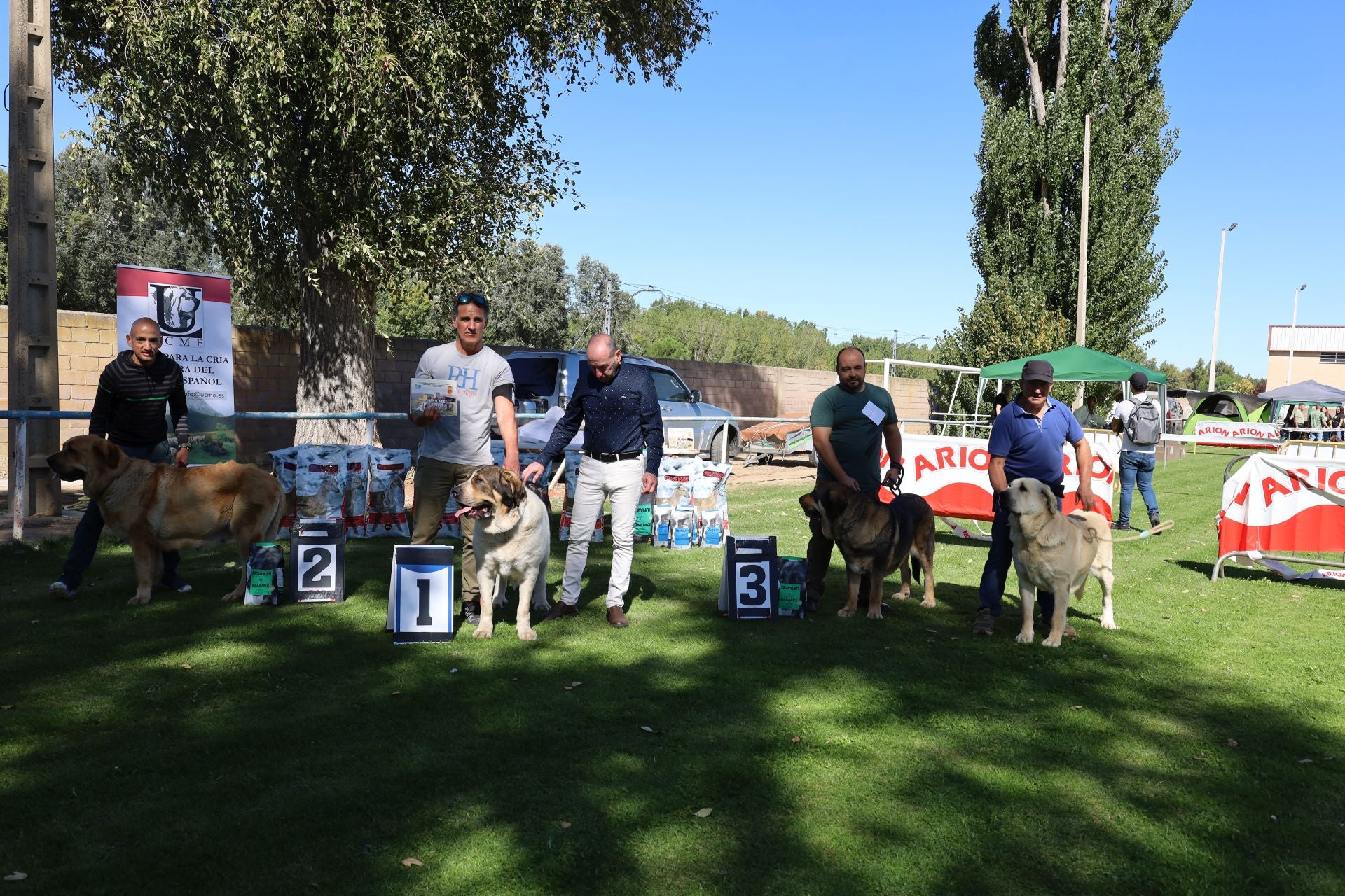 Concurso de mastines y perros de agua en Monzón de Campos