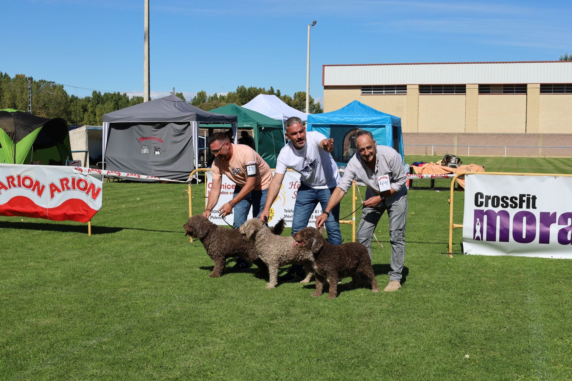 Concurso de mastines y perros de agua en Monzón de Campos