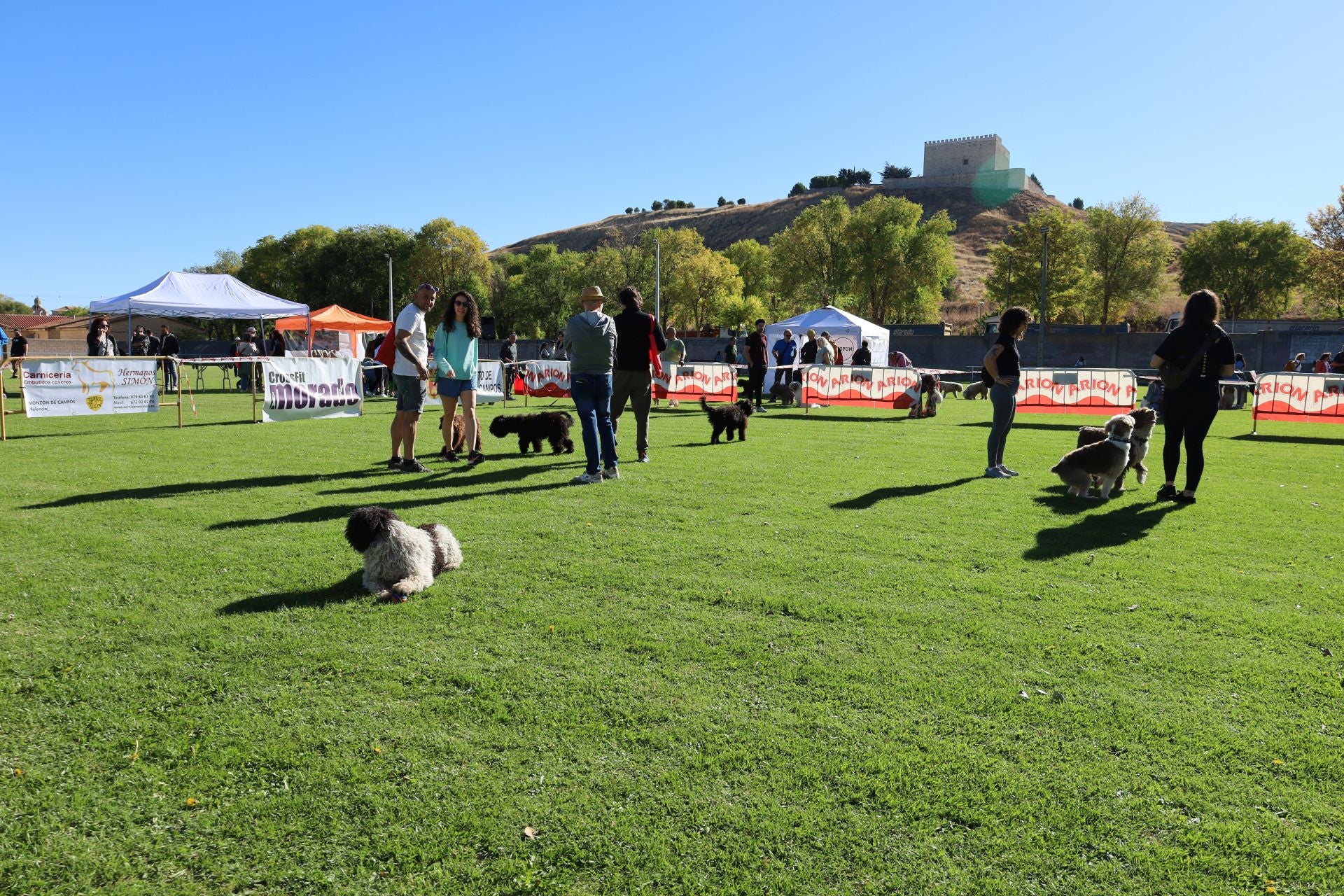 Concurso de mastines y perros de agua en Monzón de Campos