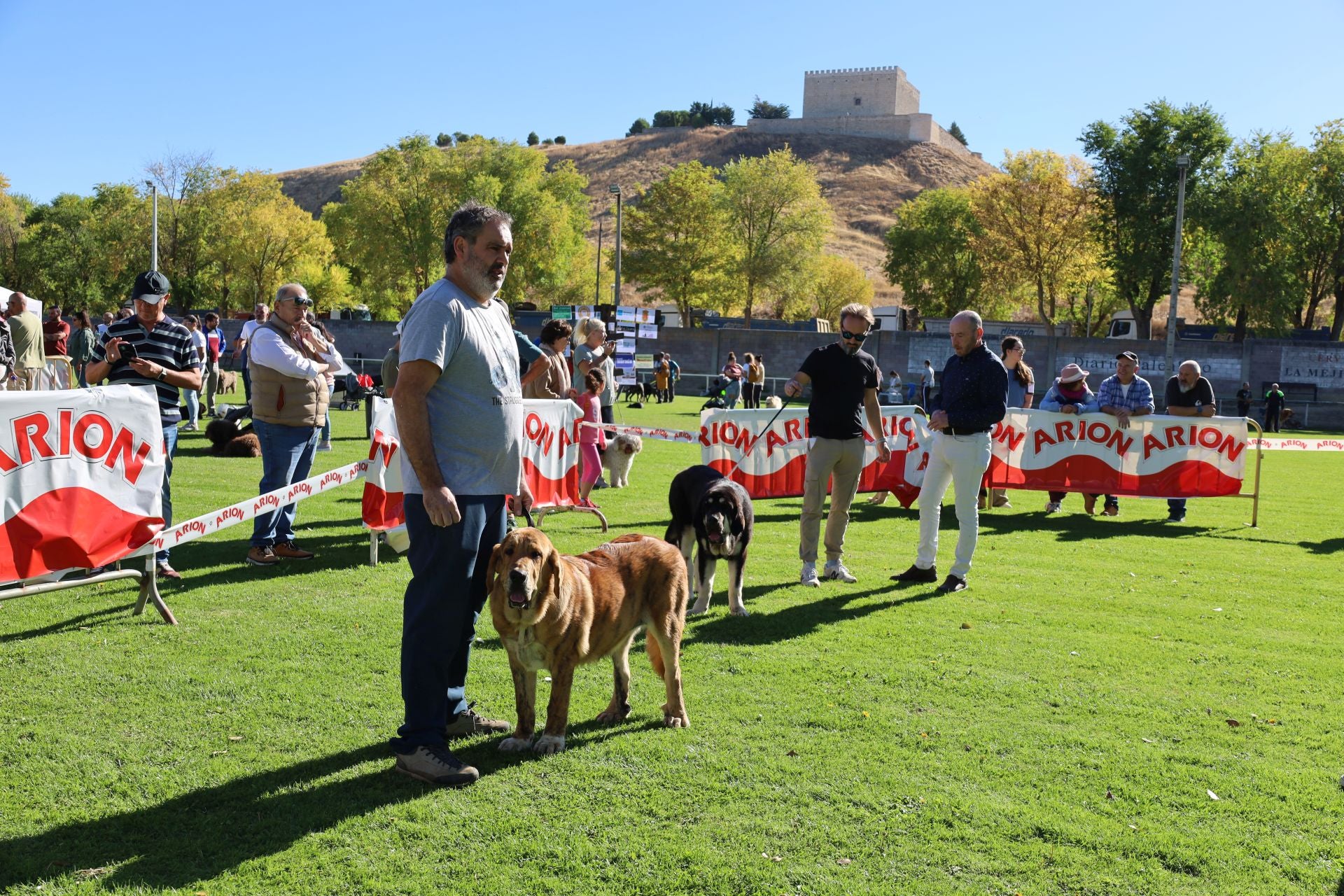 Concurso de mastines y perros de agua en Monzón de Campos
