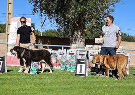 Participantes en el concurso de mastines.