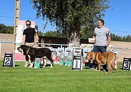 Concurso de mastines y perros de agua en Monzón de Campos