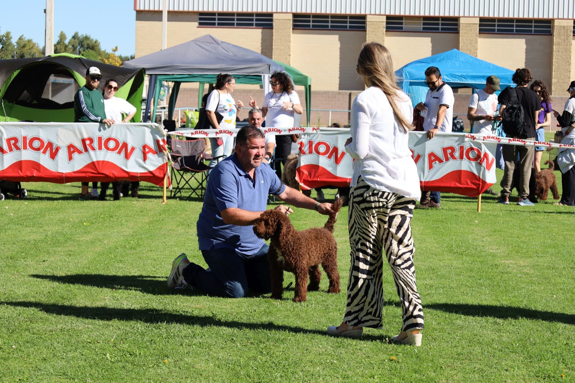 Concurso de mastines y perros de agua en Monzón de Campos