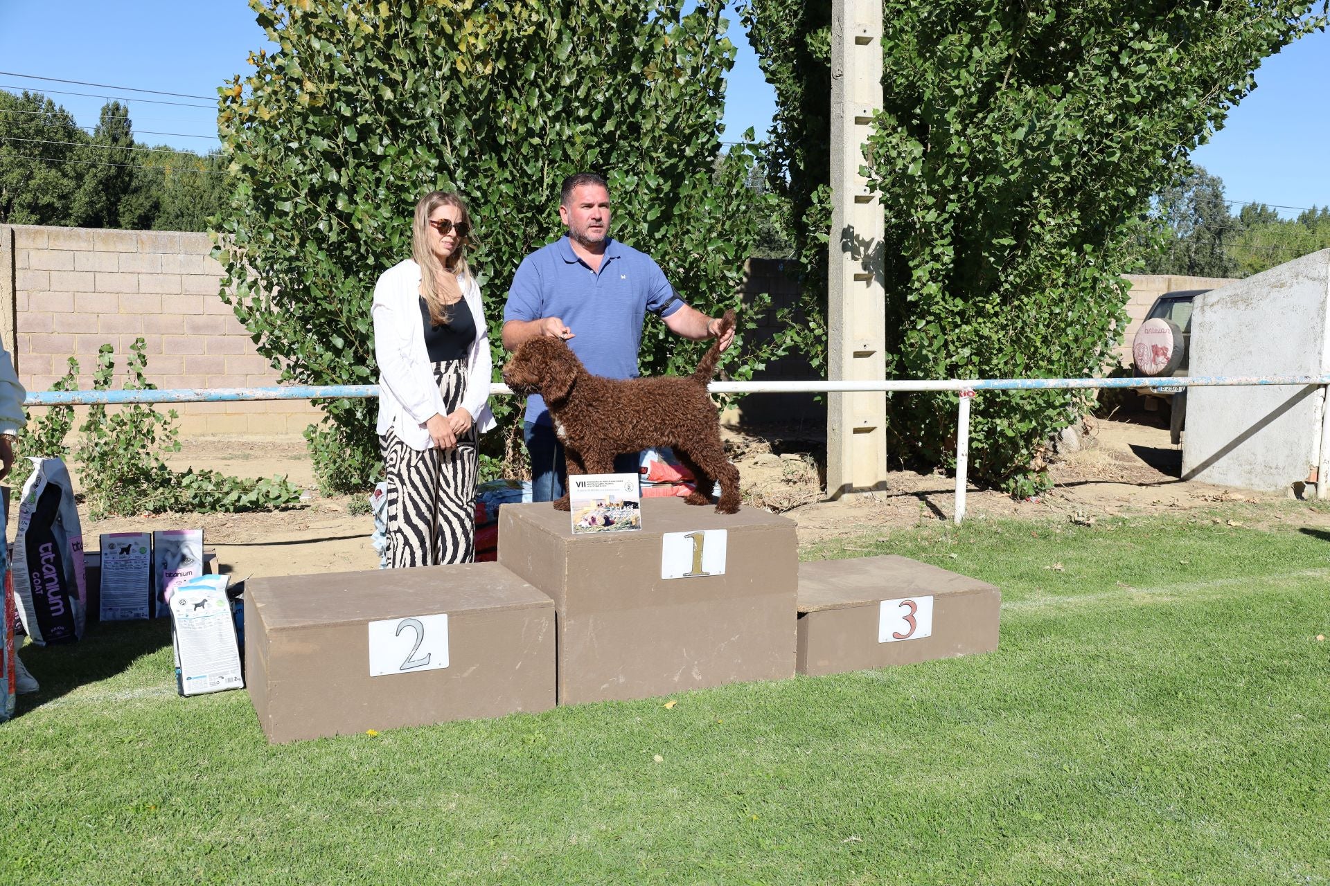Concurso de mastines y perros de agua en Monzón de Campos