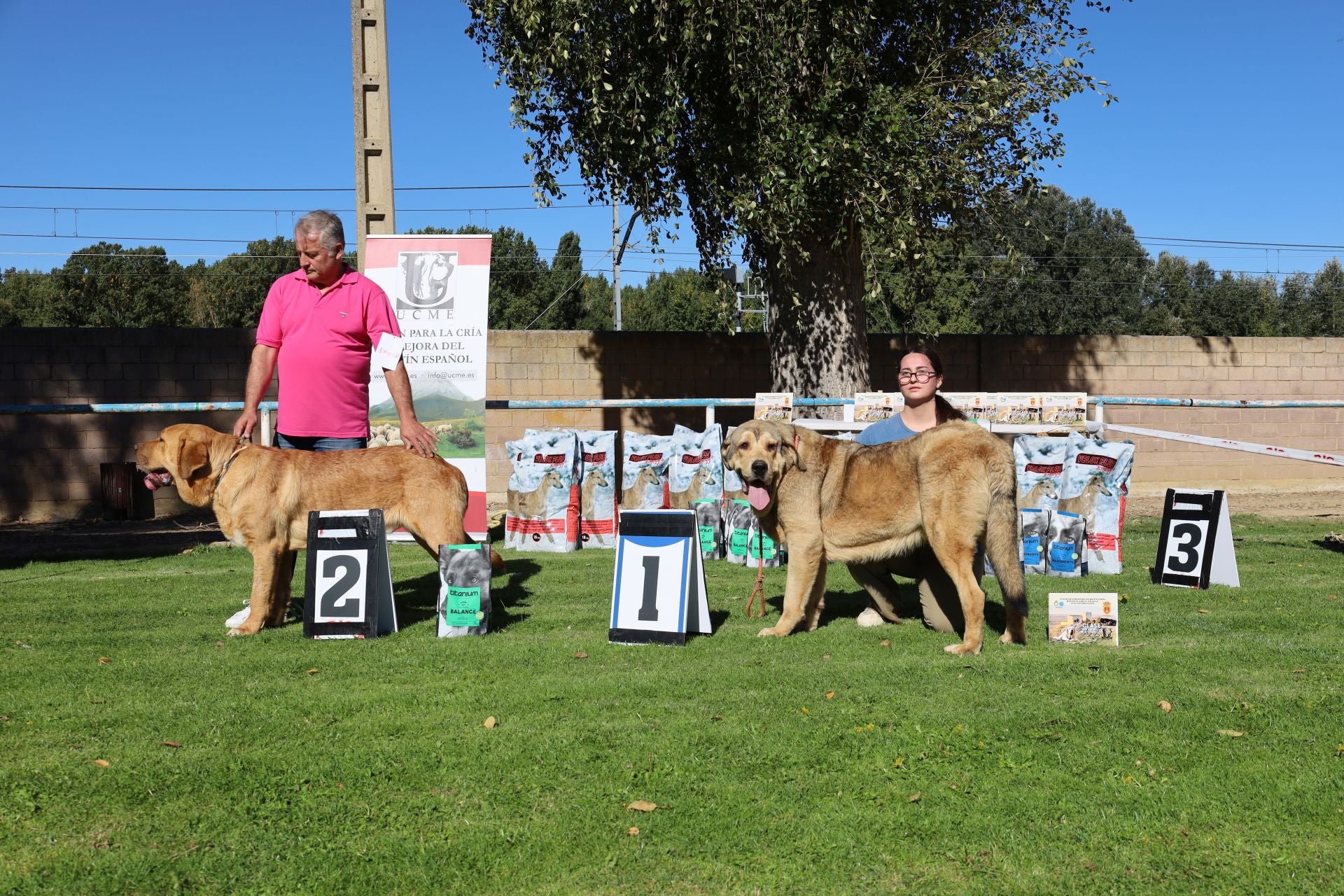 Concurso de mastines y perros de agua en Monzón de Campos