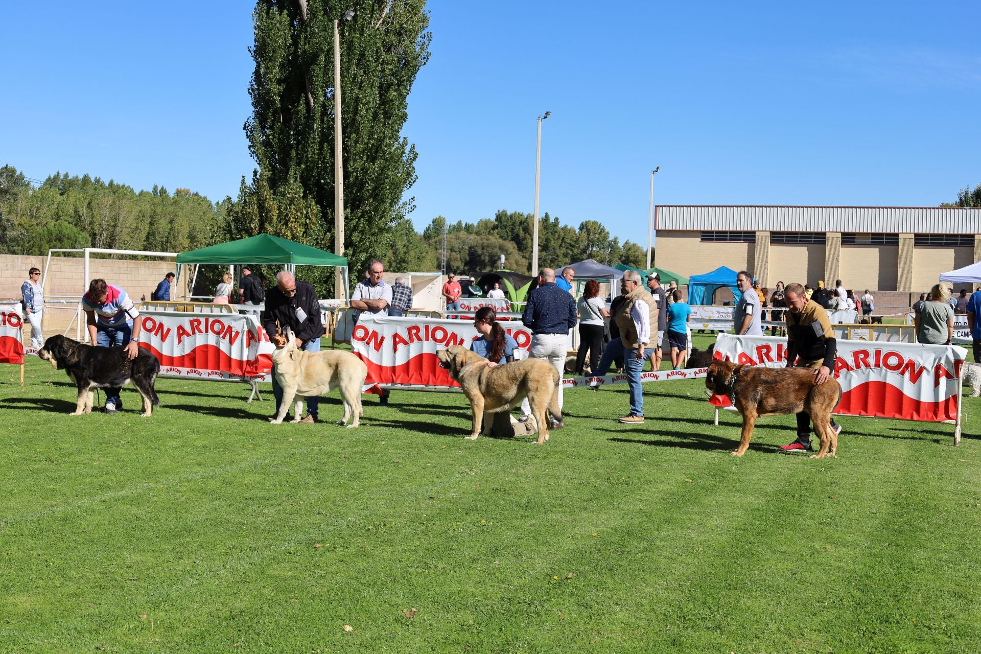 Concurso de mastines y perros de agua en Monzón de Campos