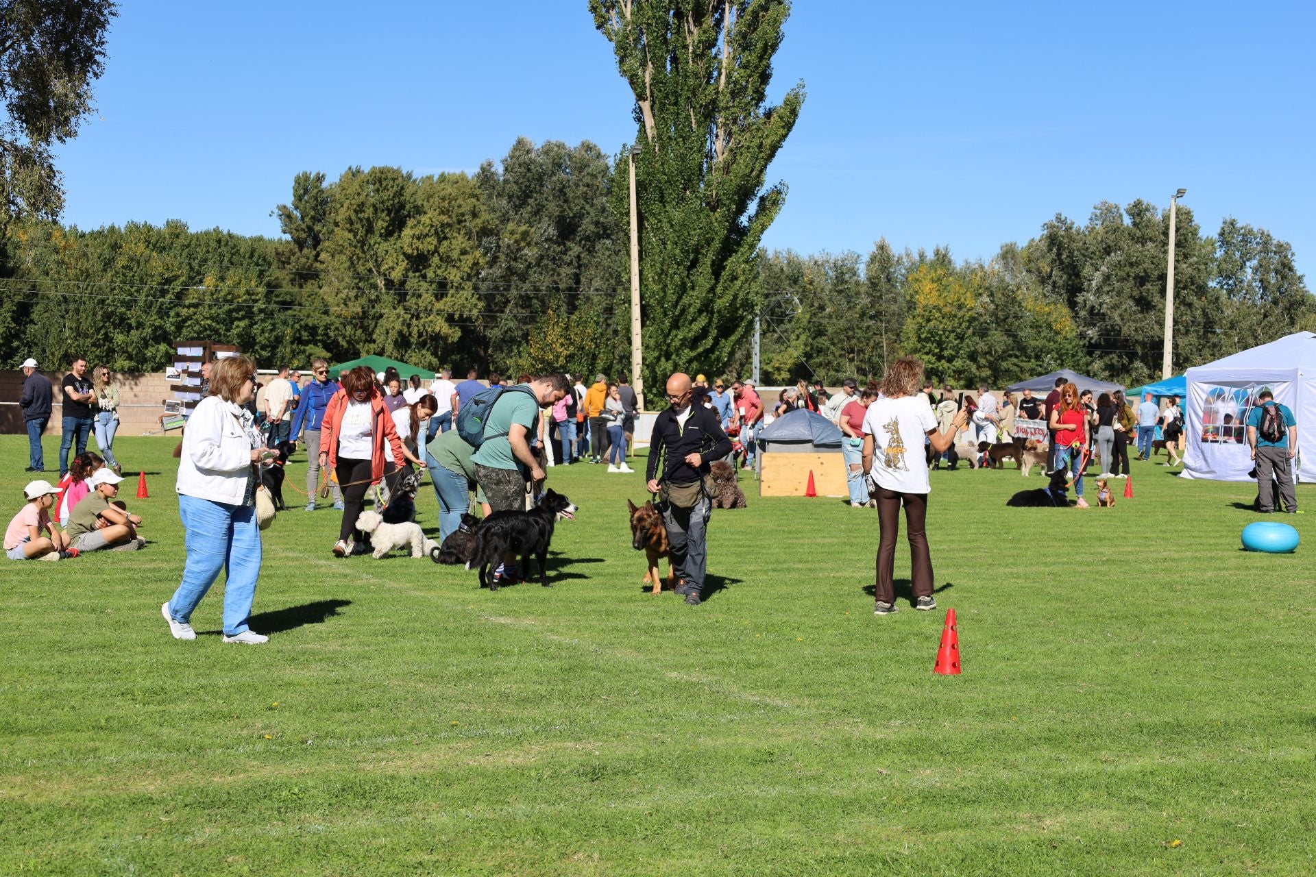 Concurso de mastines y perros de agua en Monzón de Campos