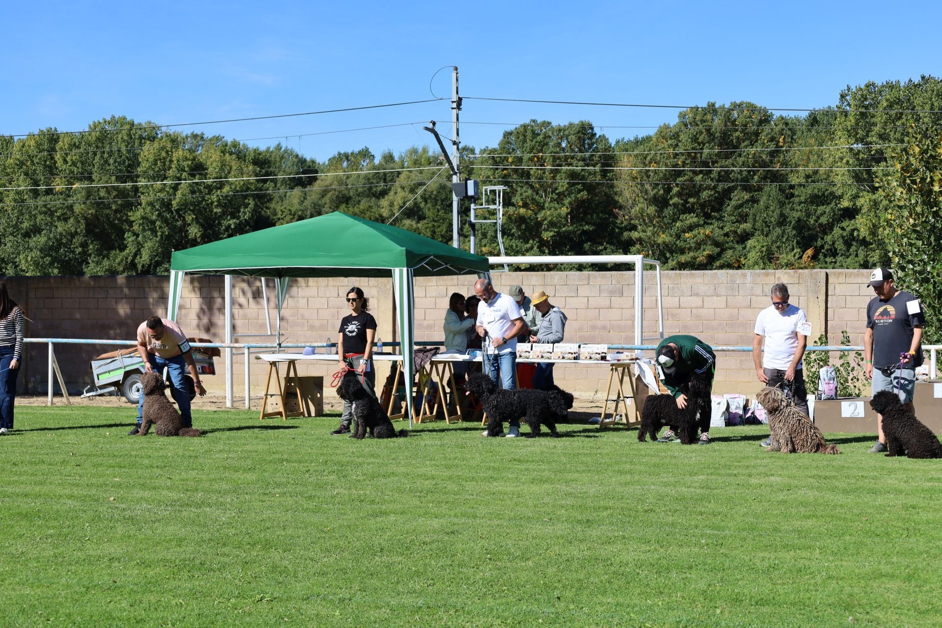 Concurso de mastines y perros de agua en Monzón de Campos