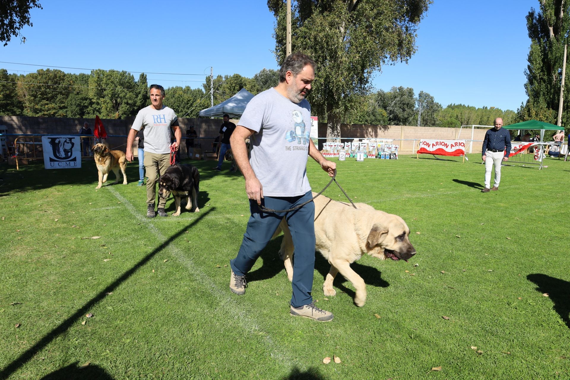 Concurso de mastines y perros de agua en Monzón de Campos