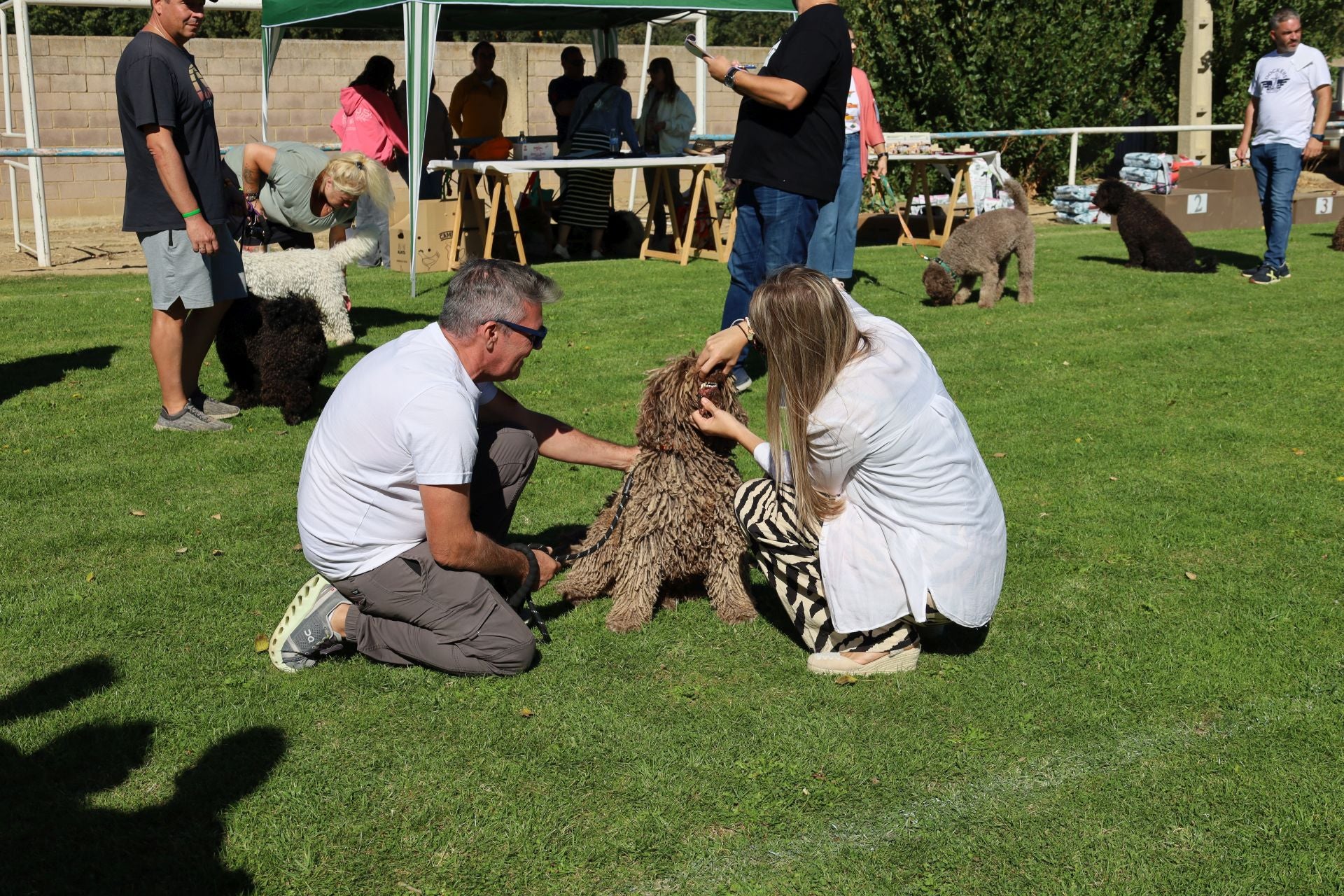 Concurso de mastines y perros de agua en Monzón de Campos