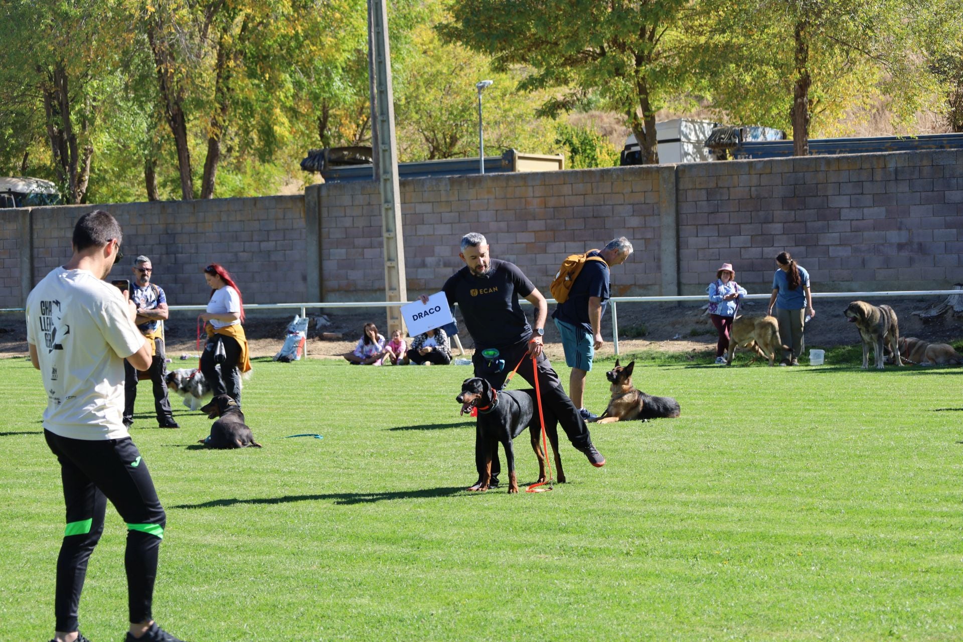 Concurso de mastines y perros de agua en Monzón de Campos