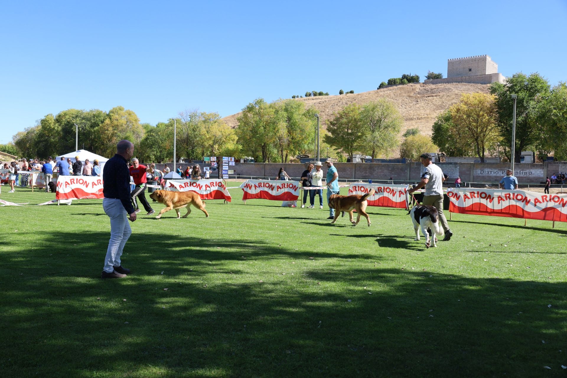 Concurso de mastines y perros de agua en Monzón de Campos