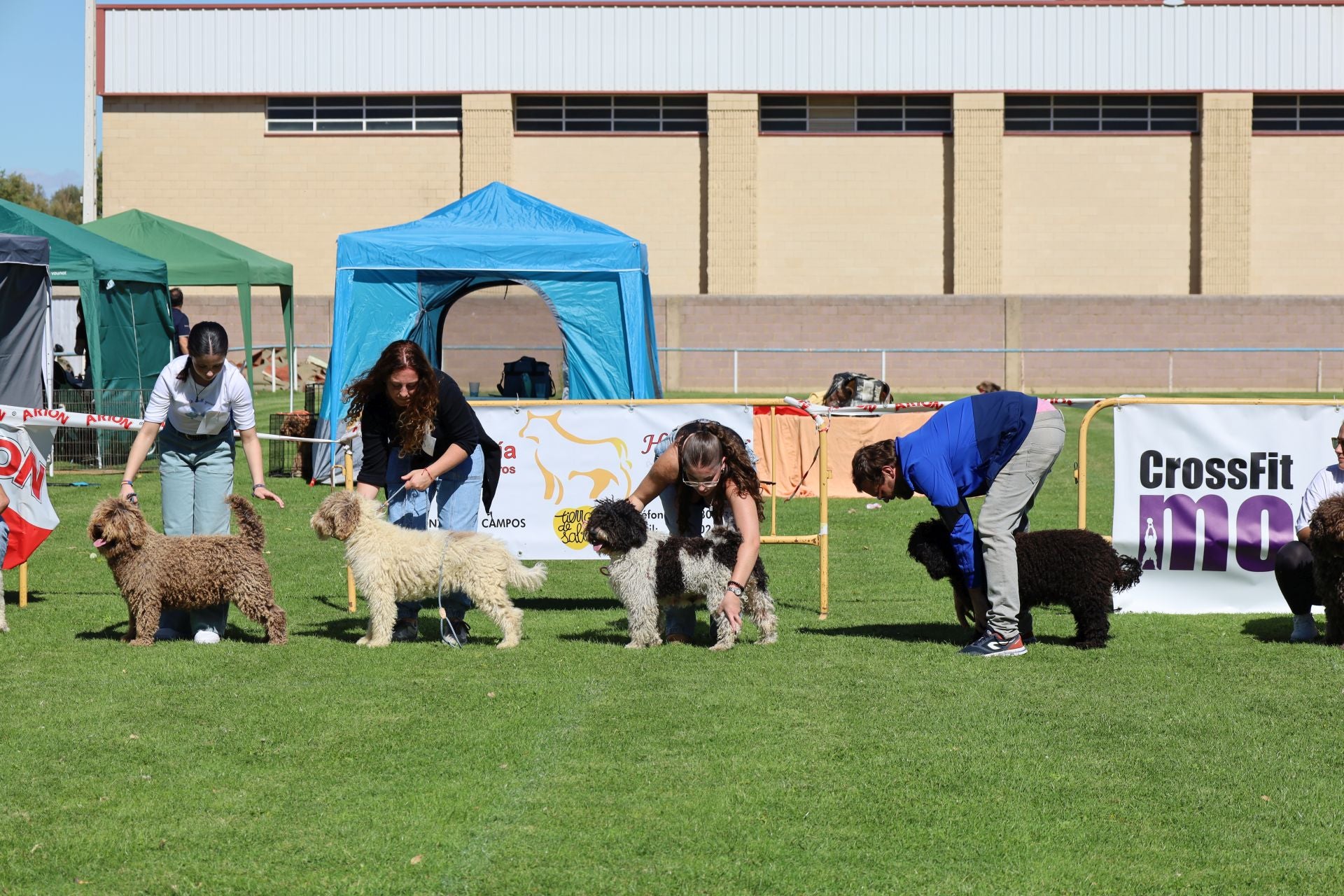 Concurso de mastines y perros de agua en Monzón de Campos