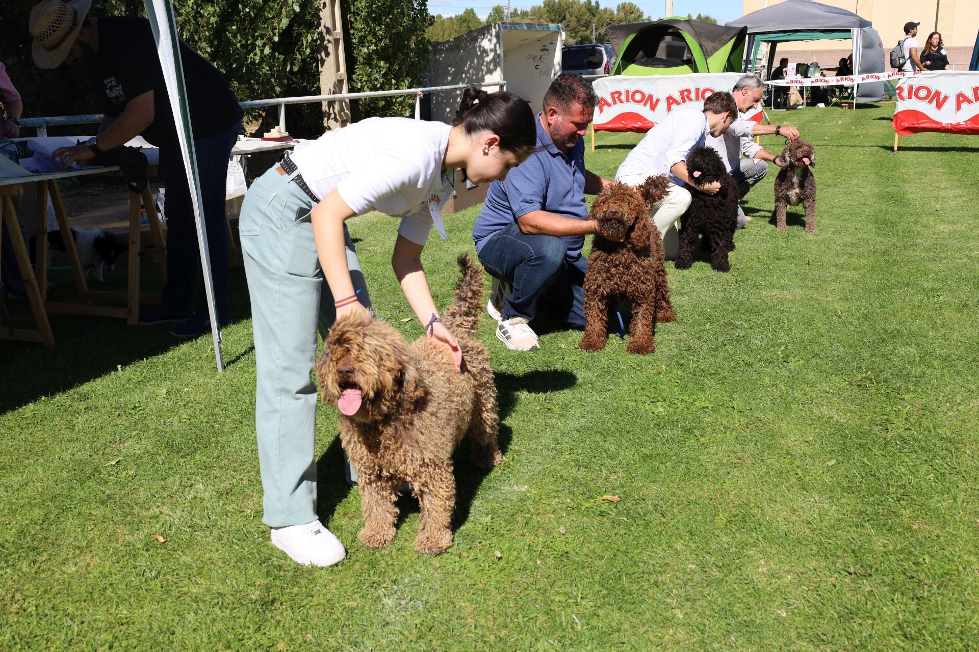 Concurso de mastines y perros de agua en Monzón de Campos