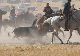 Imágenes del encierro mixto celebrado este sábado en Mojados con motivo de las fiestas de la Virgen del Rosario