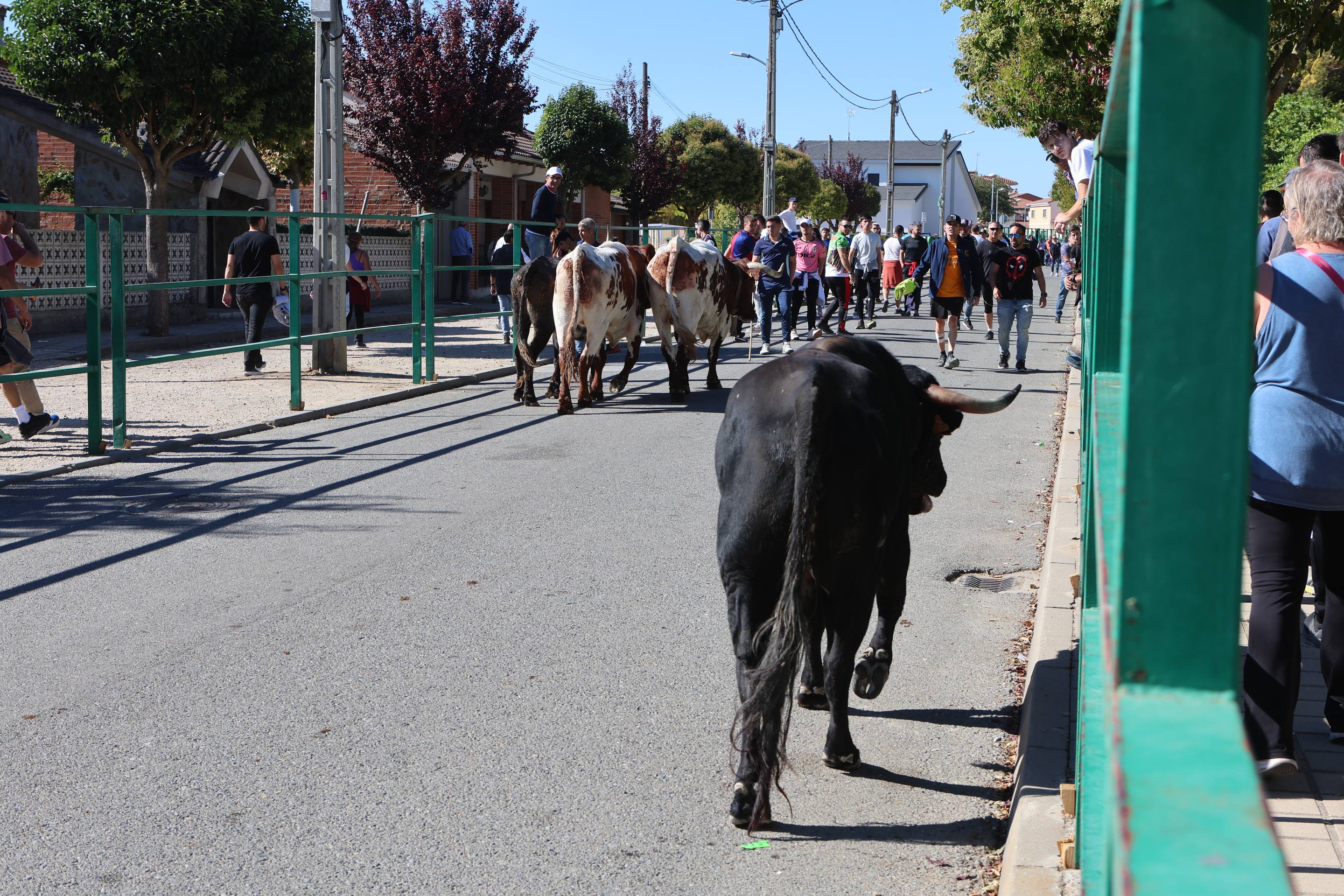 El encierro mixto en Mojados, en imágenes
