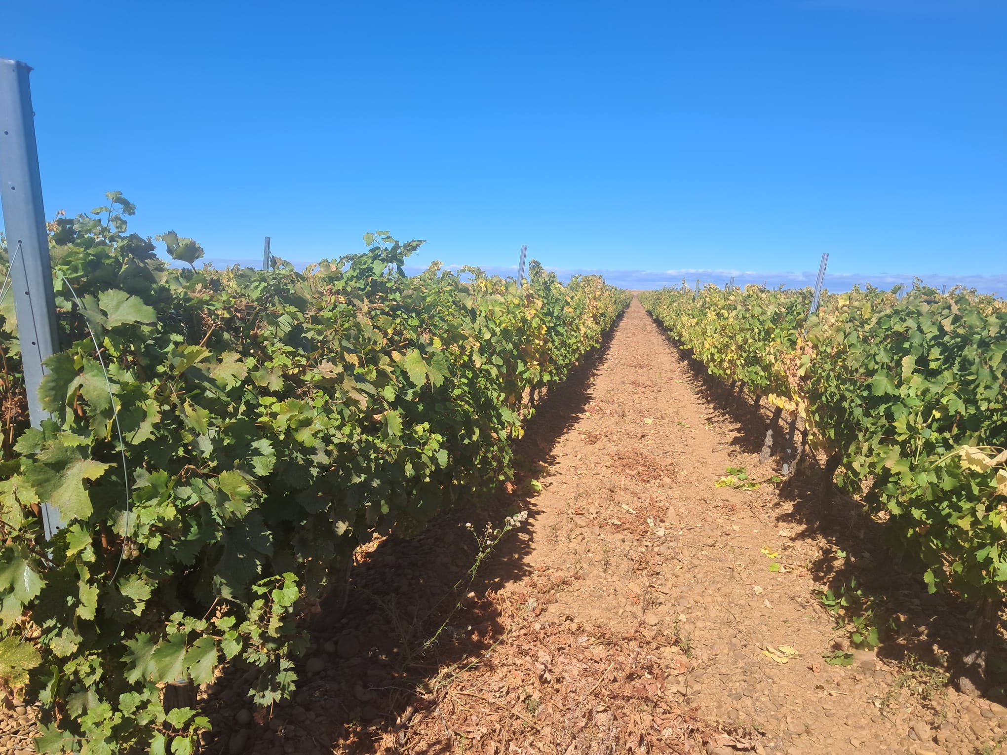 Melgar de Abajo celebra la XVI Fiesta de la Vendimia