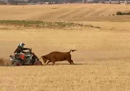 Momento en el que el quad arrolla al animal durante el encierro en Bolaños de Campos.