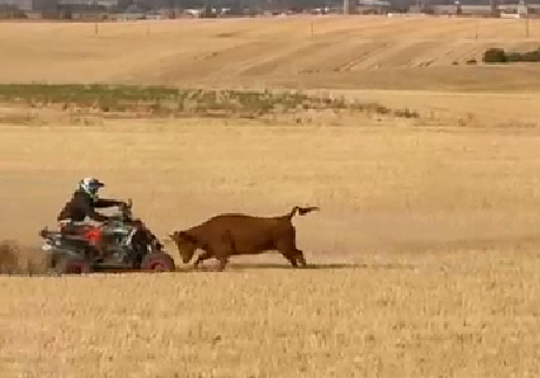 Momento en el que el quad arrolla al animal durante el encierro en Bolaños de Campos.