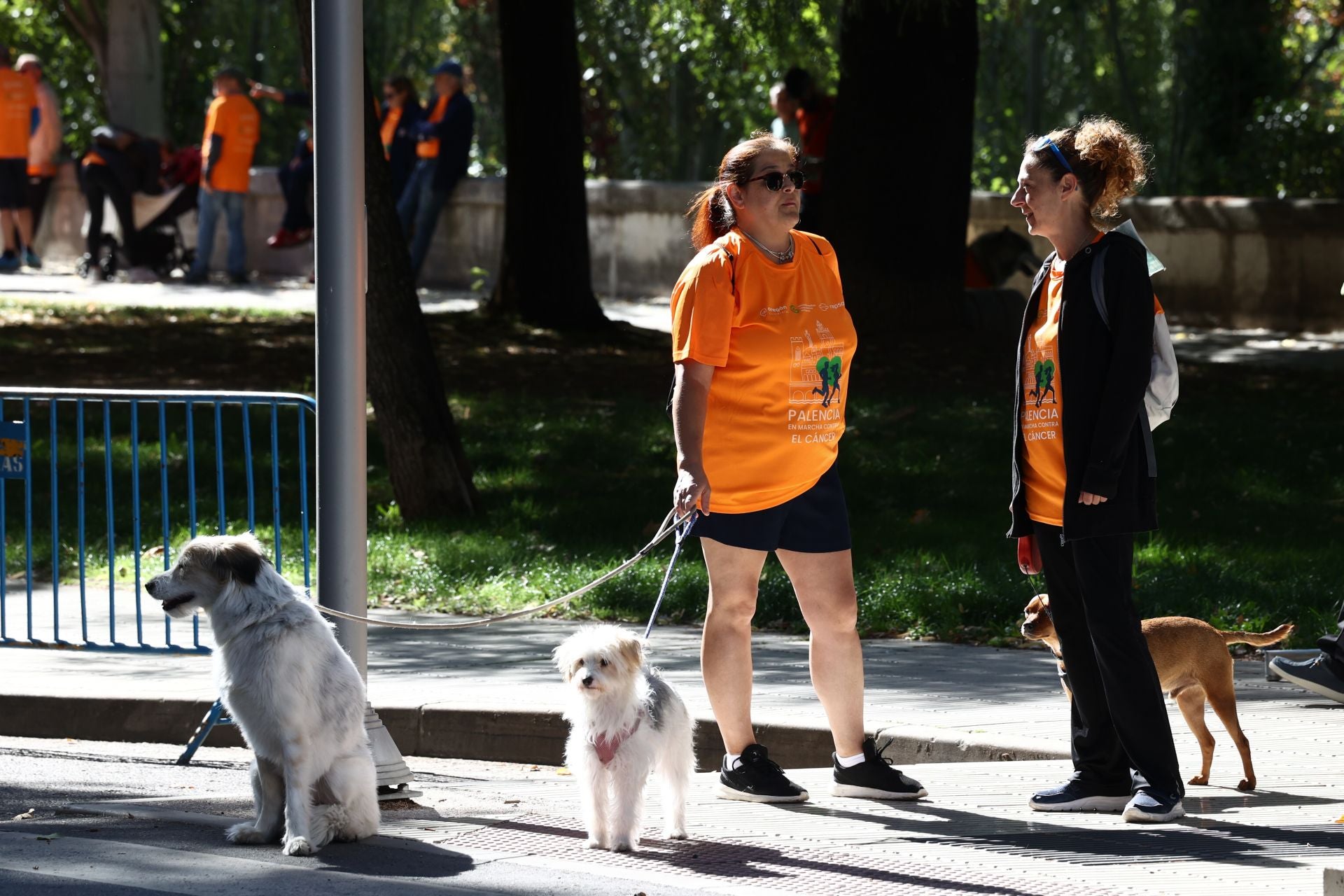 Las imágenes de la carrera contra el cáncer de Palencia