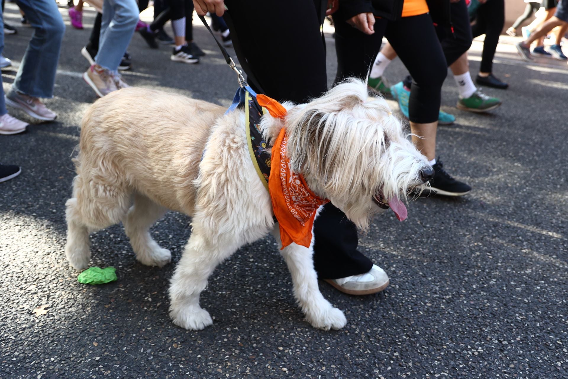 Las imágenes de la carrera contra el cáncer de Palencia