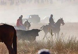 Imágenes del encierro mixto celebrado este domingo en Mojados