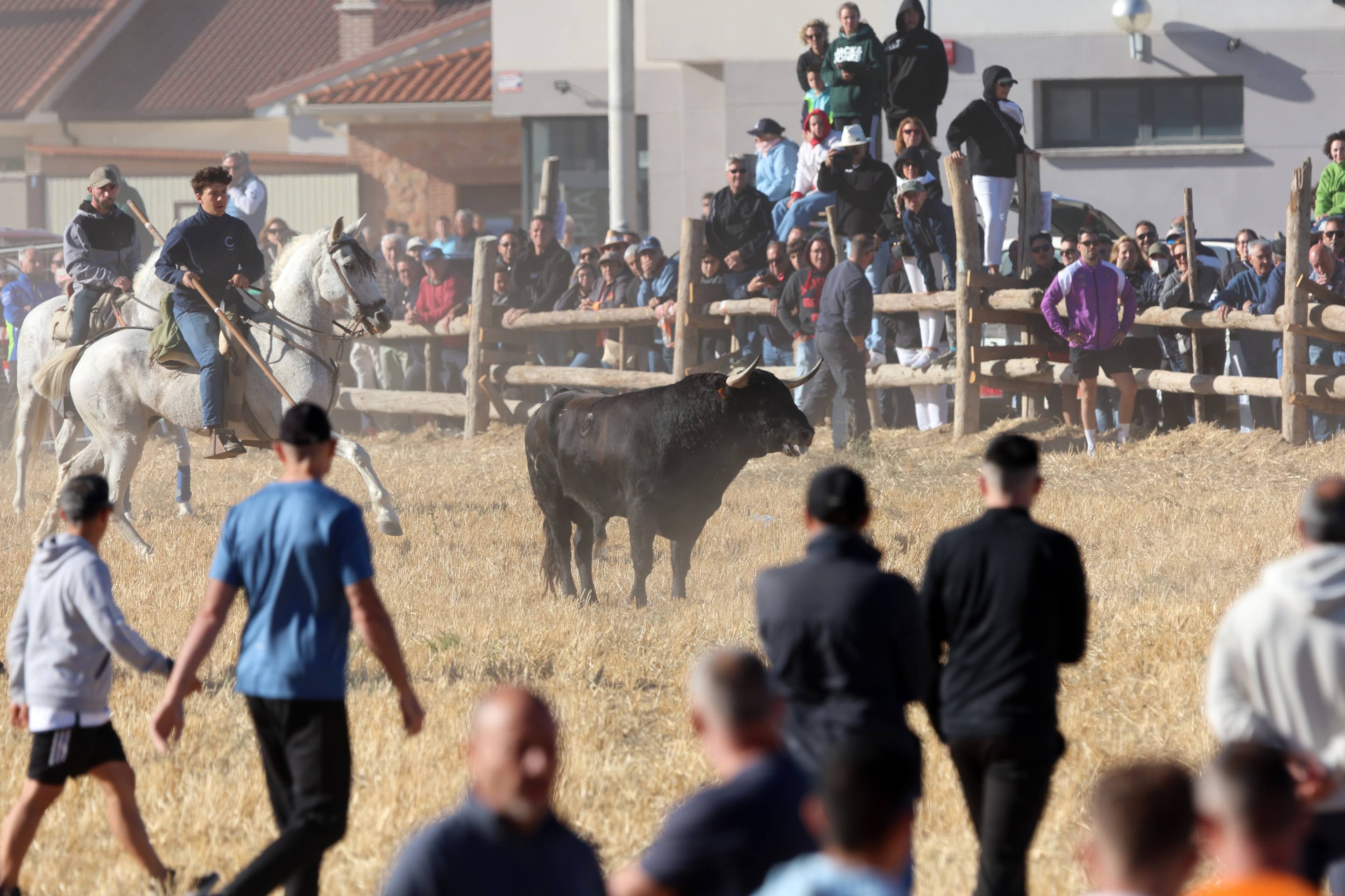 El encierro de este domingo en Mojados, en imágenes