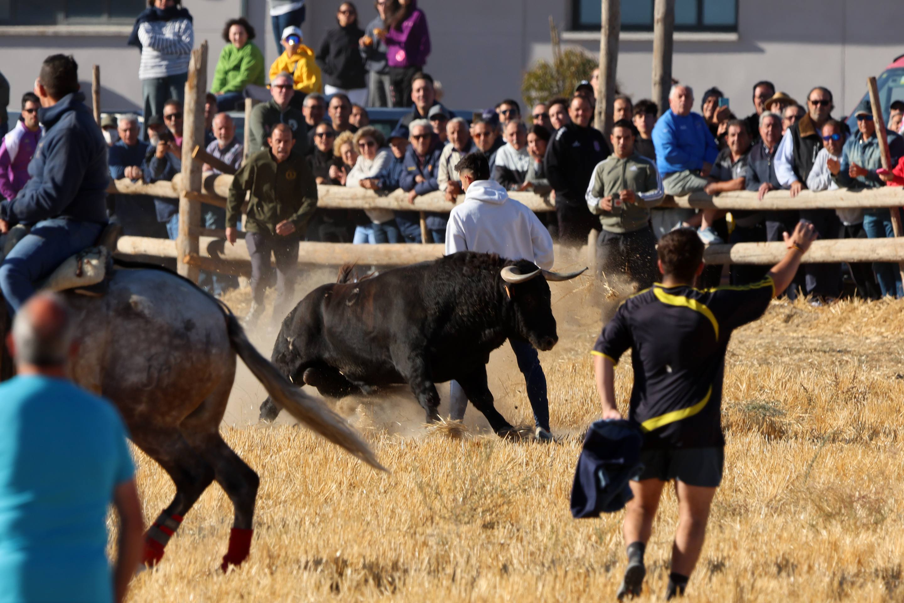 El encierro de este domingo en Mojados, en imágenes