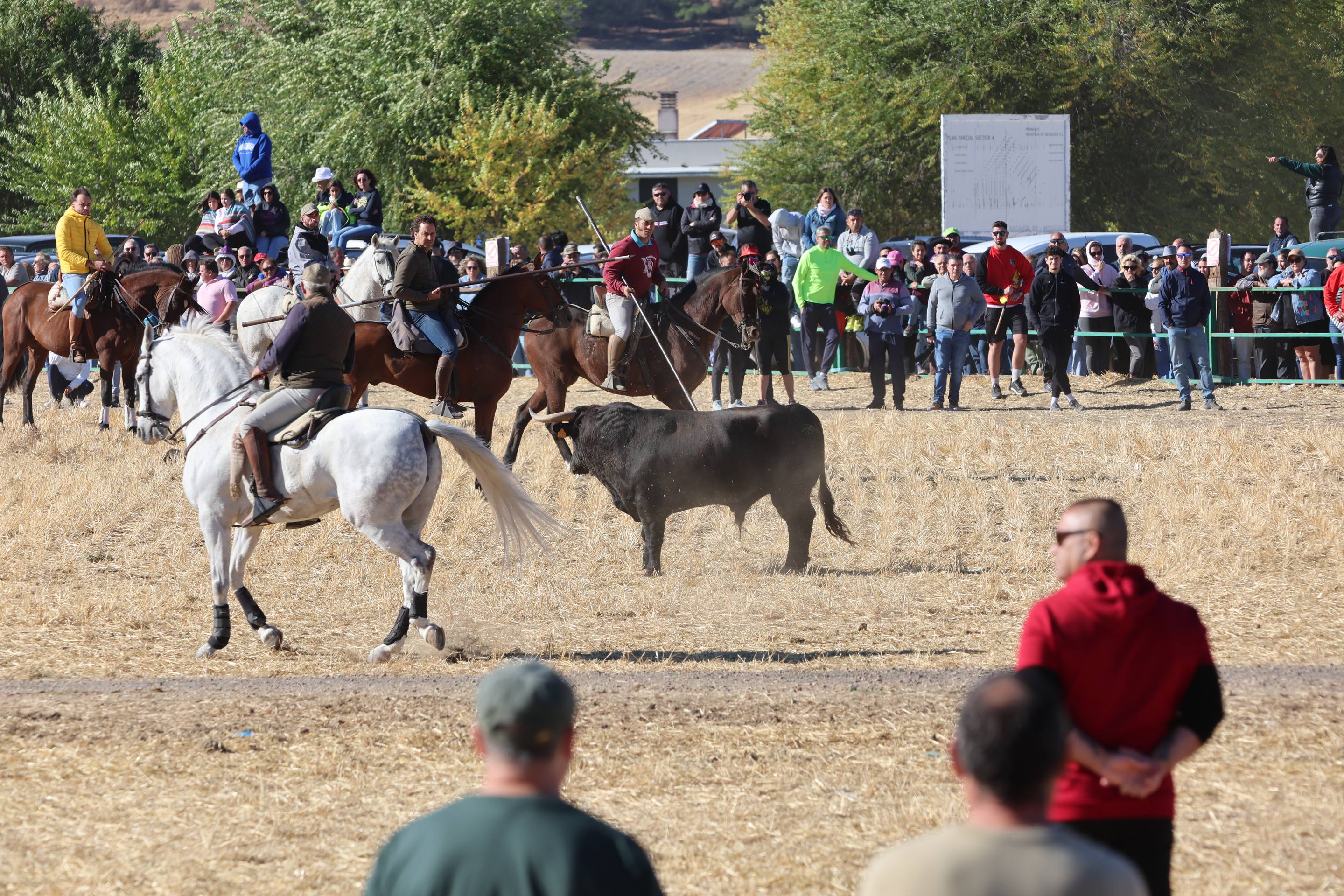 El encierro de este domingo en Mojados, en imágenes