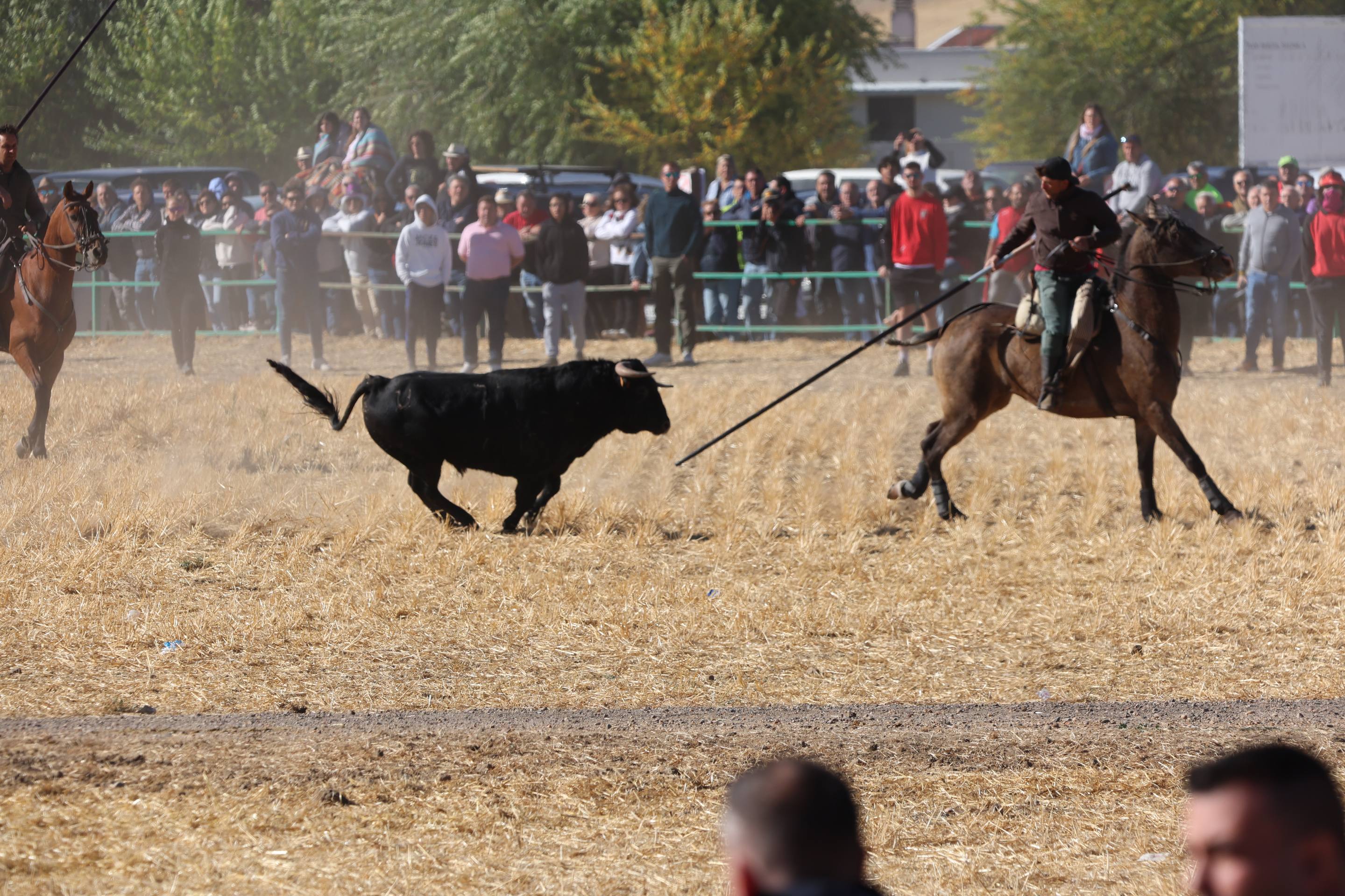 El encierro de este domingo en Mojados, en imágenes