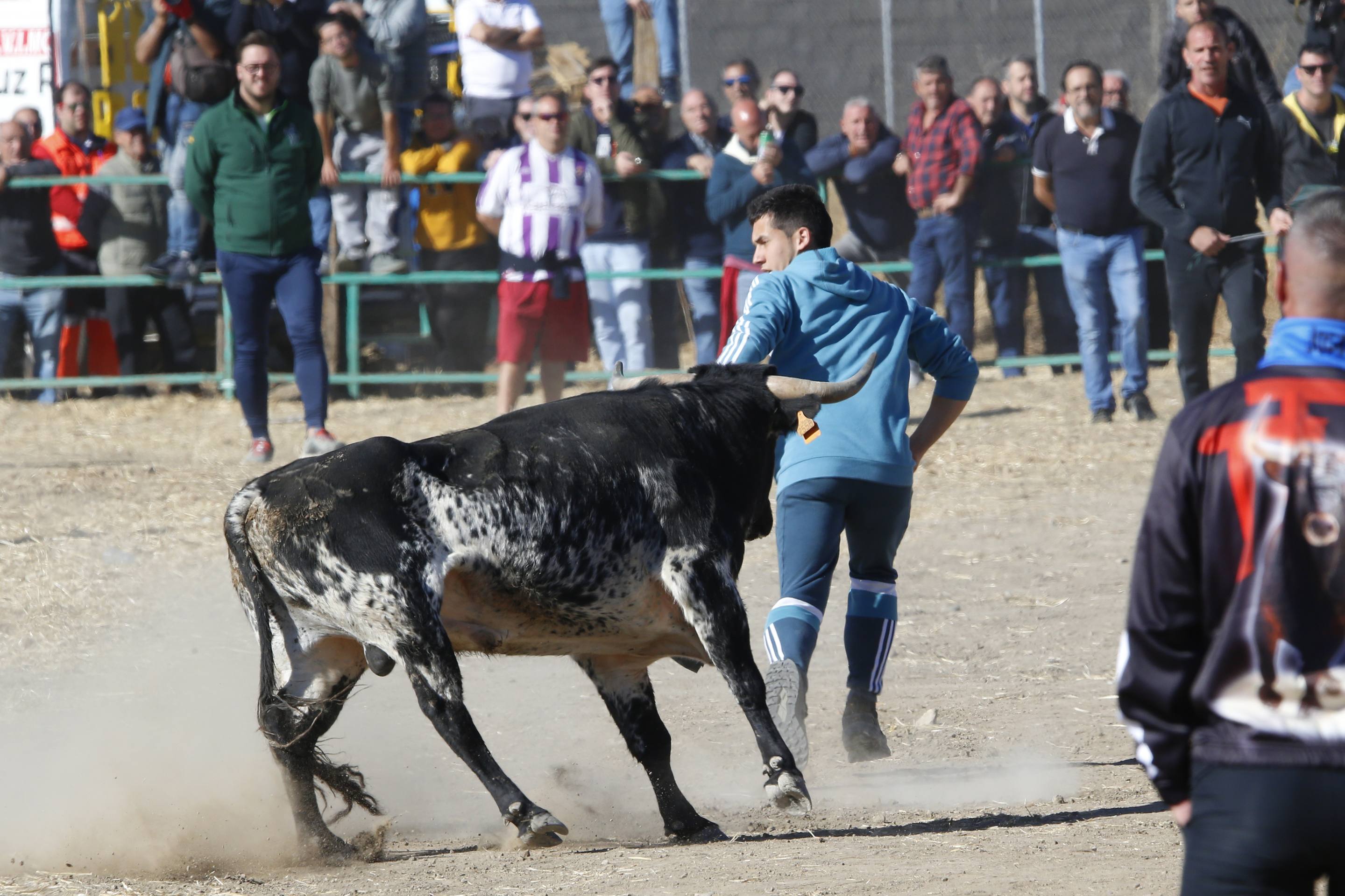 El último encierro mixto de las fiestas de Mojados 2025, en imágenes