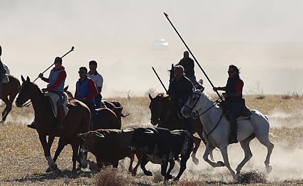 Un grupo de caballistas arropa a dos de los astados en el campo.